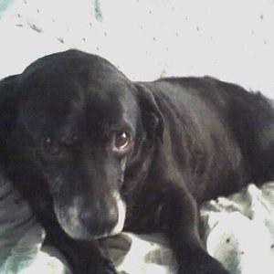 Meet your Posher, Violet